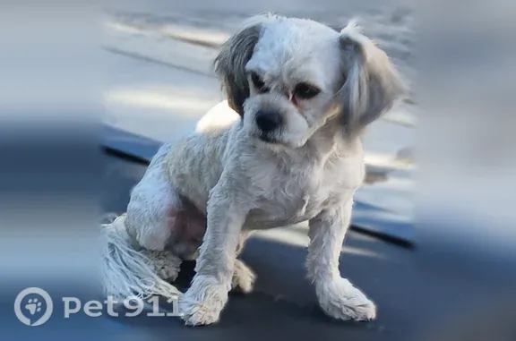 Lost male dog, North Las Vegas — Shih Tzu–Poodle mix with light brown spots - photo