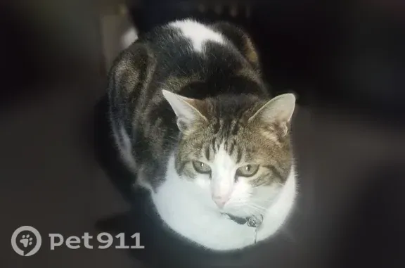 Lost cat, 35th Avenue West, 23000, Brier — female tabby with white legs and belly - photo