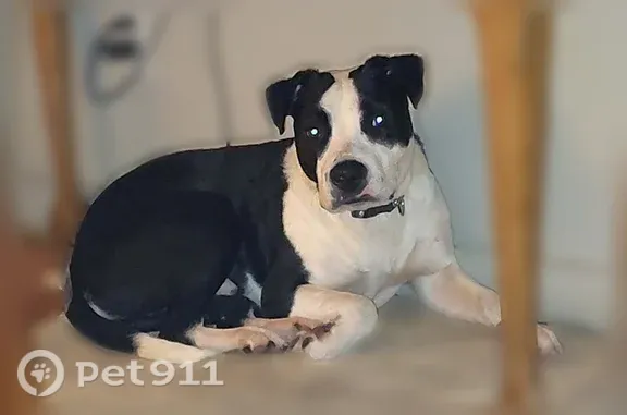 Lost male dog, East 75th Street, Cleveland, Kansas City — friendly and neutered - photo