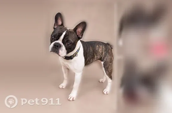 Lost Dog, West Main Street, Cartersville, Alpharetta — friendly male with a green tattoo and no collar - photo