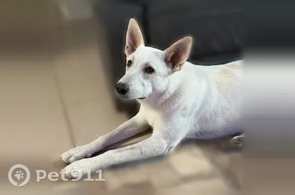 Lost dog, South Austin Place, 3502, Tucson — male with pointed ears - photo