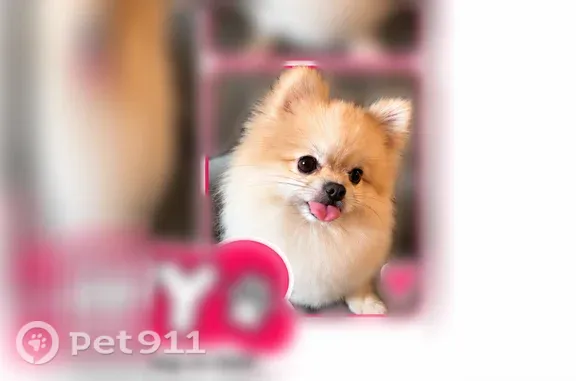 Lost dog, Southwest 29th Terrace, 3363, Miami — male Pomeranian - photo