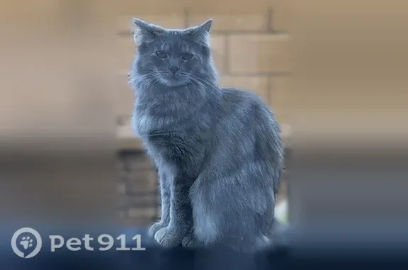 Lost cat, Ontario, California — female with a long-haired grey-brown coat - photo