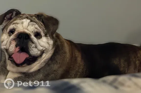 Lost female dog, Bainbridge Road, 2975, Bates City, Kansas City — poor eyesight - photo