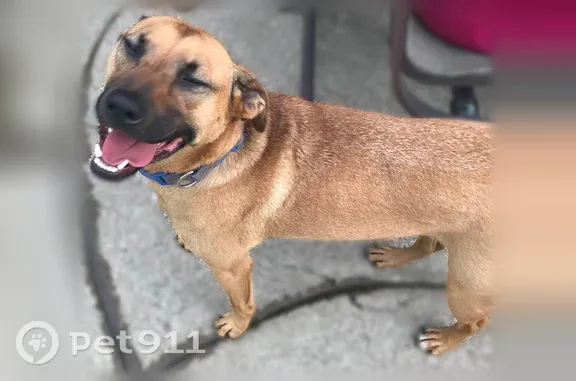 Lost Dog, Lackawanna, New York, Sloan — male, brown, about 70 lbs - photo