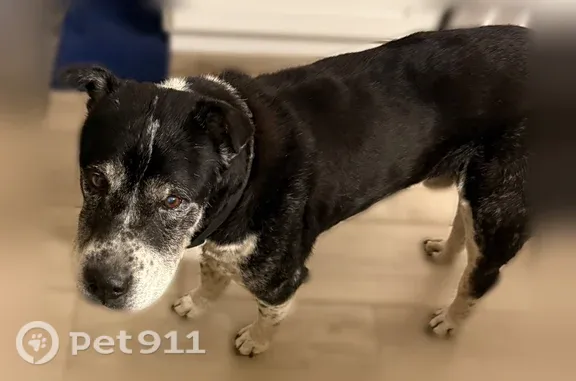 Found dog, male, South Desert...
