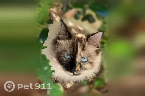 Lost female cat, I-10 westbound between US 301 ramp and Nassau County Line, Maxville — tan-and-white Ragdoll - photo