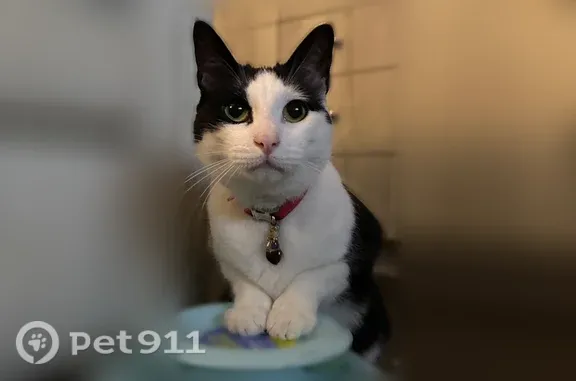 Lost male cat, Harvest Street, Daly City — black-and-white cow pattern - photo