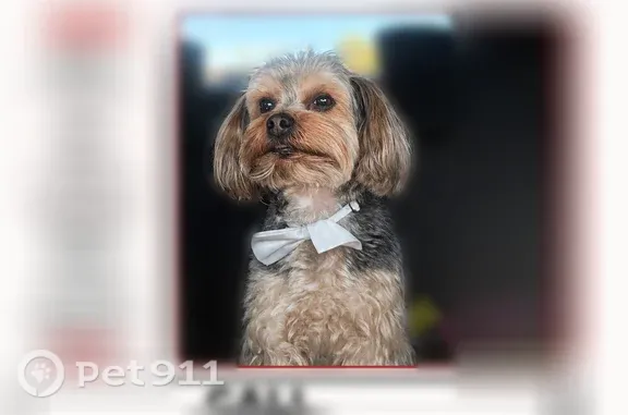 Lost dog, Franklin Bluff, El Paso — male Yorkie with tan-and-black fur - photo