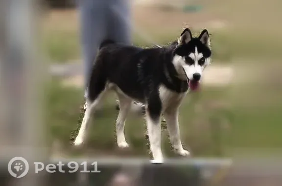 Lost dog, New Hope Road, 962, Wiggins — Husky with one blue eye and one brown eye - photo