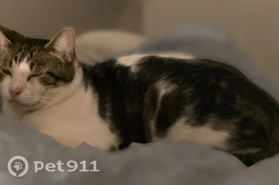 Lost cat, male, West Ohio Avenue, 3132, Denver — brown-and-white patched tabby - photo