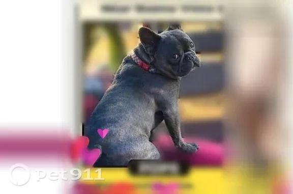 Missing dog Corona, photo: Lost male dog, North Buena Vista Avenue, 162, Corona — blue Frenchie with a white chest