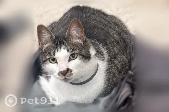 Lost cat, male, South Division Street, 1074, Salisbury — black-and-white with a brown mustache - photo
