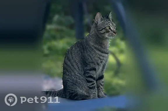 Lost cat, male, Chilton Drive, 6613, North Richland Hills — soft grey coat with black stripes - photo