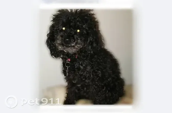 Lost dog, Dallas, Texas, Arlington — 13-year-old MimiJo with a tooth sticking out on the right and tongue out on the left - photo