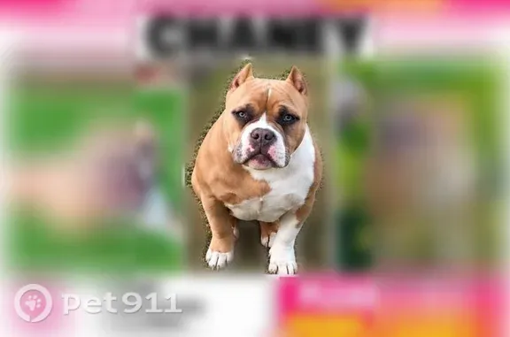Missing dog Woonsocket, photo: Lost female dog, Cumberland Hill Road, 1188, Woonsocket — tan-and-white American Bully