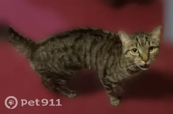 Lost cat, Haycreek Road, 1230, Birdsboro, Arlington — tabby with black markings and black boot-like legs - photo