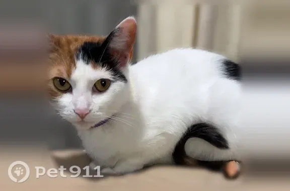 Lost and found pets Mooresville, photo: Lost cat, Evansville, Indiana, Mooresville — female calico with yellow-green eyes
