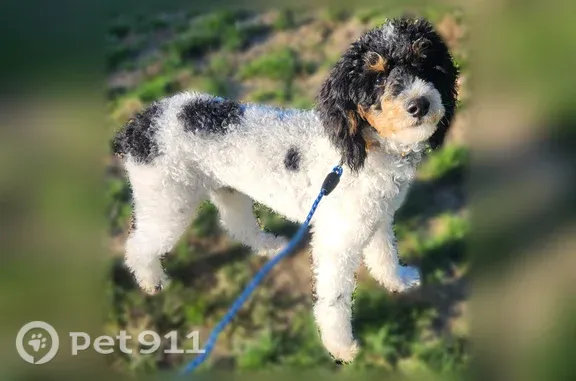 Lost male dog, Ohio 183, 3363, Atwater, Atwater — white, black and brown curly coat - photo