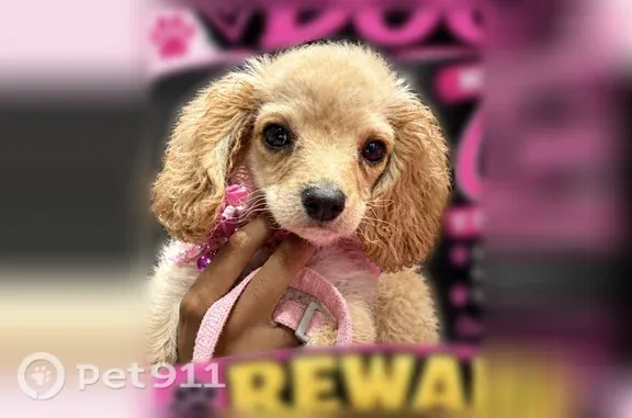 Lost female dog, South Drexel Avenue, 7405, Chicago — brown with a pink collar - photo