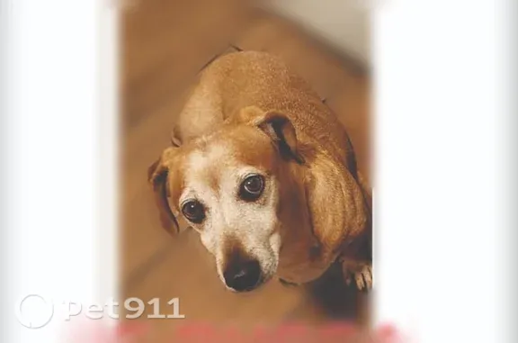 Missing dog Florence-Graham, photo: Lost Dog, Central / Gage, South Los Angeles, CA, USA, Florence-Graham — Male, No Collar