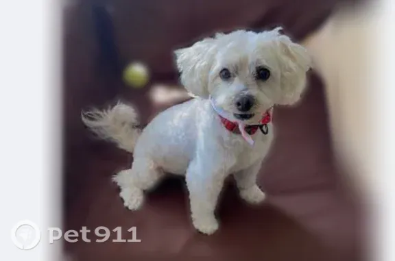 Lost male dog, El Dorado Avenue, 12944, Los Angeles — white-beige coat and named collar - photo