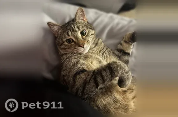 Lost cat, Leeds Street, 479, Akron — larger male with green eyes - photo