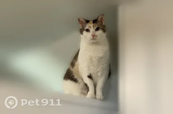 Lost female cat, Canyon Oaks Lane, 1818, Lake Forest — 13-year-old, 18-lb indoor cat - photo