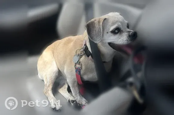 Lost dog, female, Oak Leaf TR, 154, New Orleans — elderly beige pug mix - photo