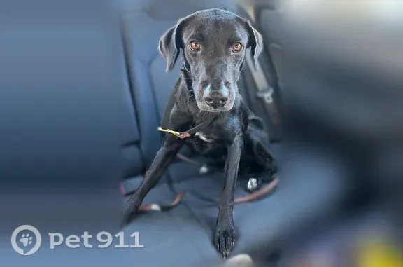 Lost dog, New Providence, New Jersey, Rahway — female black Labrador in pink harness - photo