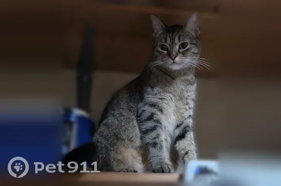 Lost female cat, Wyman Avenue, 5430, Lincoln — small, about 2 years old - photo