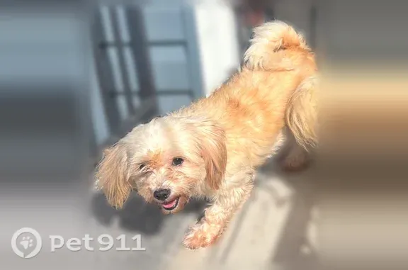 Missing dog Female, Brooklyn (usl552682) - photo