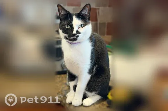 Lost female cat, Mann Avenue, New York, Plymouth Meeting — black and white with a purple collar - photo