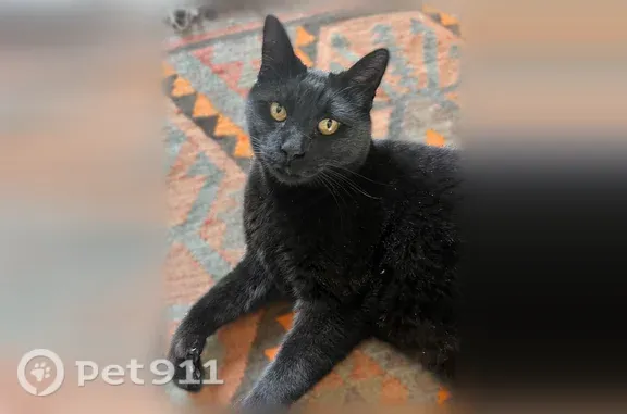 Lost cat, male, Vaughn Drive, 5571, Bozeman — large black cat named Kittles - photo