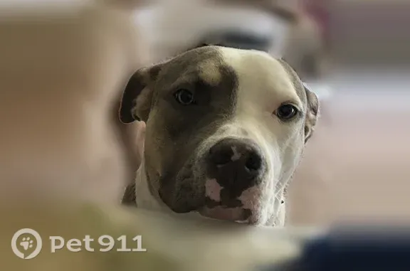 Missing dog Selma, photo: Lost male dog, Walnut Street, 1344, Selma — grey and white