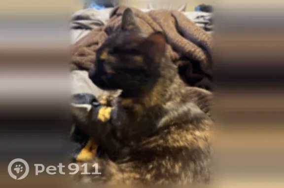 Lost female cat, Prescott Valley, Arizona, Phoenix — orange-and-black calico - photo