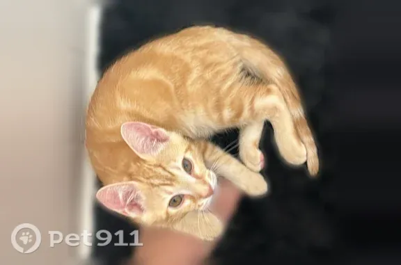 Lost cat, Pine Ridge Circle East, 911, Brandon — orange tabby with a purple sunflower collar - photo