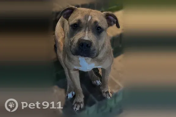 Lost dog, Graysville, Alabama, Arlington — female pitbull with a silver chain collar - photo