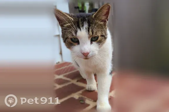 Lost cat, Smyrna, Delaware, Rockville — female Isabelle may be returning to her former home - photo