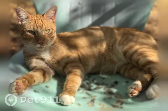 Lost and found pets Denver, photo: Lost cat, Meadow Lake Drive, Noble, Denver — orange tabby with white paws