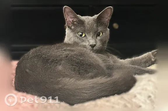 Lost Cat, South Higbie Place, 627, Grosse Pointe Woods — 1-year-old female - photo