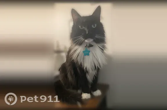 Lost Cat, Coachway Lane, 645, Hazelwood — male, fluffy, black-and-white - photo
