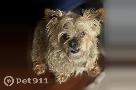 Lost dog, 224th Street, 130-37, Queens — 14-year-old male with tan and grey fur - photo