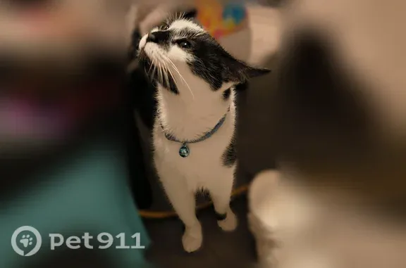 Lost cat, New York 112, 1599, Port Jefferson Station, Cambridge — female with teal collar - photo