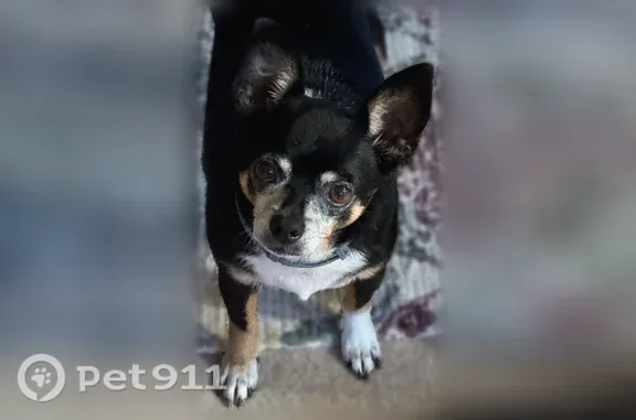 Missing dog Shaker Heights, photo: Lost male dog, Winslow Road, 19000, Shaker Heights, Arlington — black Chihuahua mix with white chest and paws