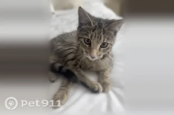 Lost and found pets McAllen, photo: Lost cat, Emory Trail, Mission, McAllen — female grayish-brown tabby with a red collar