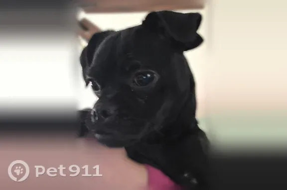 Lost female dog, Carriage Lane, Lapeer, Arlington — curled tail - photo