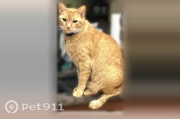 Lost male cat, John F Kennedy Boulevard, North Little Rock — freckles on his nose - photo