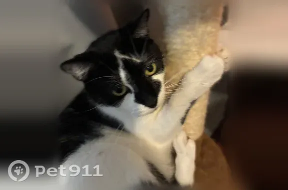 Missing cat Newport, photo: Lost cat, 19th Street, 60, Newport - male, black and white, larger build