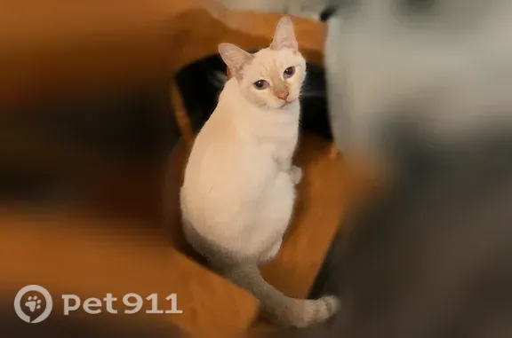 Lost cat, North 41st Avenue, 8701, Phoenix — small, friendly female Siamese - photo